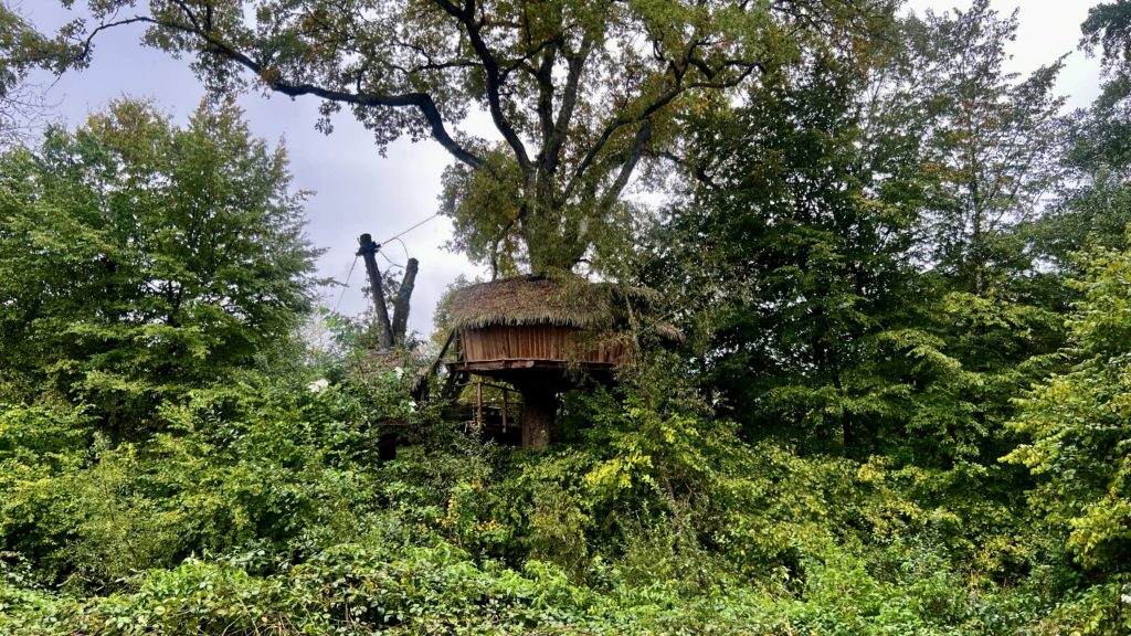 Des arbres avec une cabane