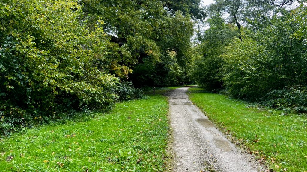 Un chemin dans une forêt