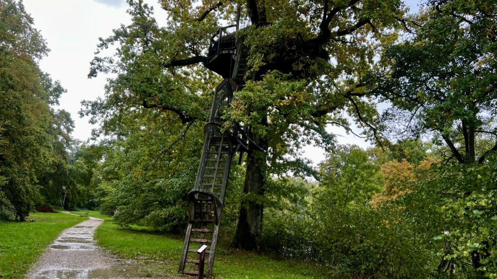 Une cabane dans un arbre avec une échelle pour y accéder