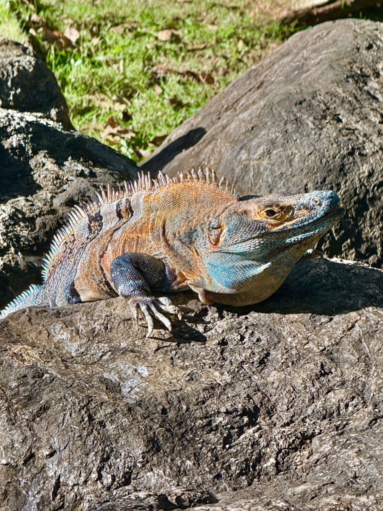 Un iguane